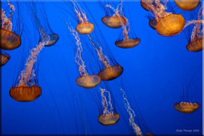 g3/65/575665/3/56185484.jellyfish.jpg
