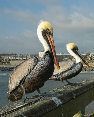 Floridas Brown Pelicans