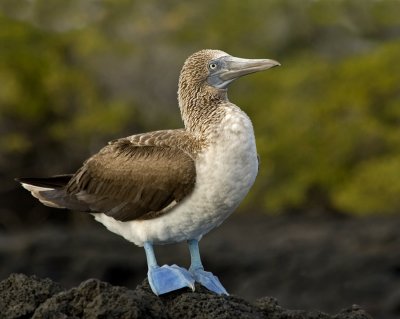 Blue-footed Booby