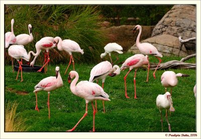 Herd of Flamingos