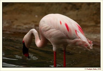 Thirsty Flamingo