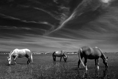 g3/65/596965/3/52633647.ALENTEJO16.jpg