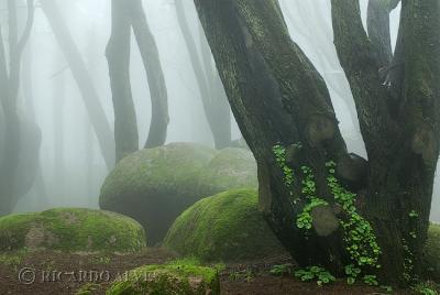 g3/65/596965/3/58102313.Sintra01_Mar26_02.jpg