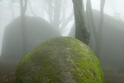 g3/65/596965/3/58102315.Sintra01_Mar26_06.jpg