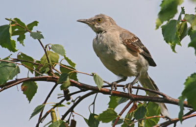 Northern Mockingbird