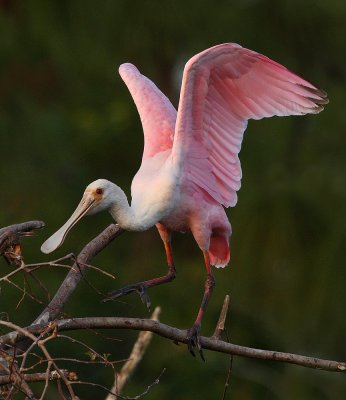 Roseate Spoonbill