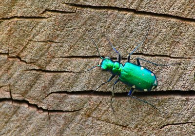 Six-spotted Tiger Beetle