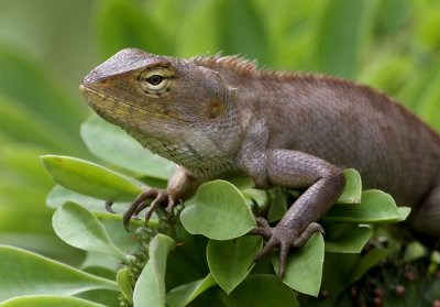 Oriental Garden Lizard