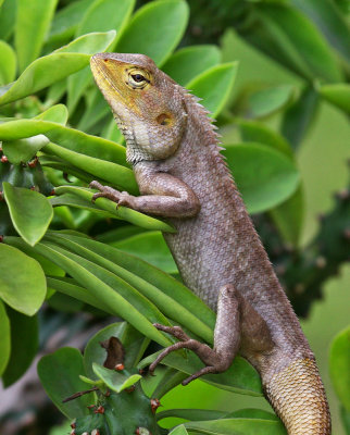 Changeable Lizard (Calotes versicolor) 