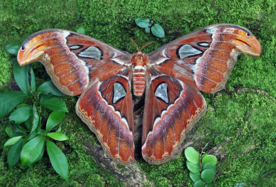 Exotic Butterflies and Moths