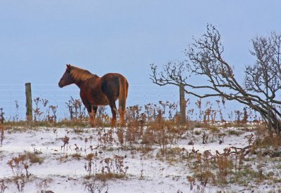 Horse-silhouette.jpg