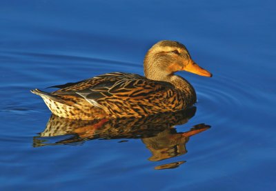 Female Mallard Duck