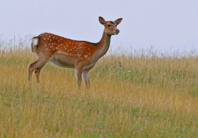 Fawn2.jpg