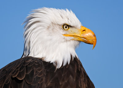 Female Bald Eagle