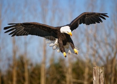 Bald Eagle