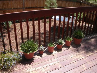 cacti now living in Flagstaff