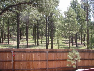 back yard view, 8/17/08, 11:40 am
