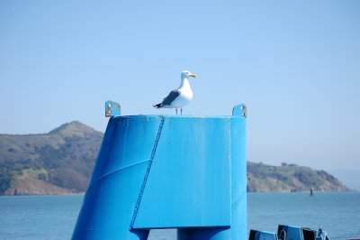 Blue and bird