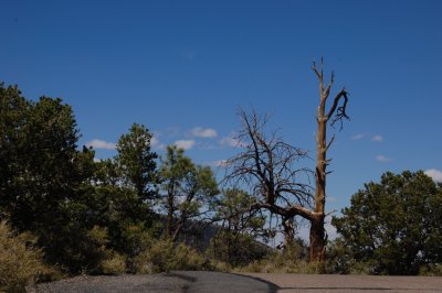 Great old tree18