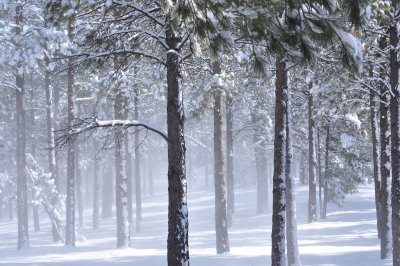 MorningSnow
