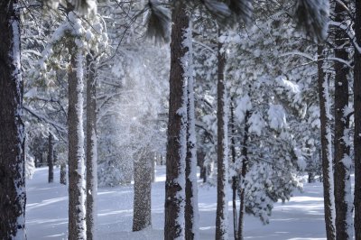 SnowlightFalling