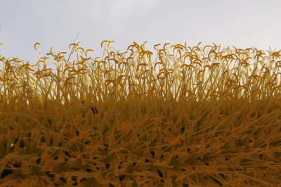 Pasta Garden