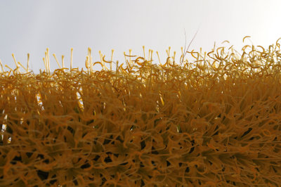 flowers_summer_2009