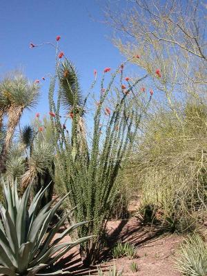 cacti