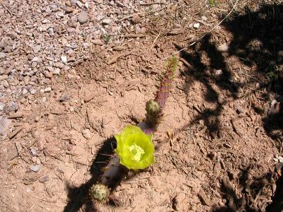 in our front yard -- new bloom!