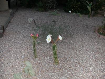 Holy Saturday cactus blooms