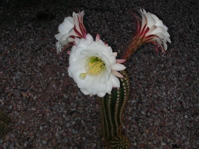 Holy Saturday cactus blooms