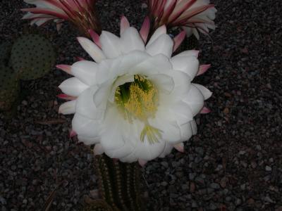 close-up