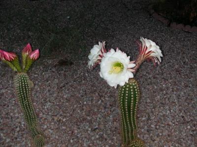 still waiting for the red blooms