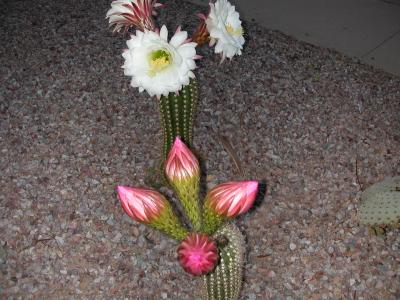 Holy Saturday cactus blooms