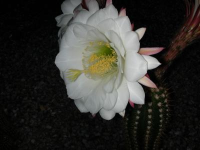 Holy Saturday cactus blooms