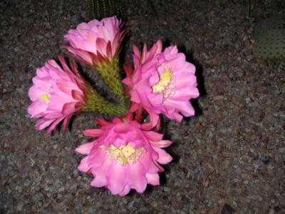 Holy Saturday cactus blooms