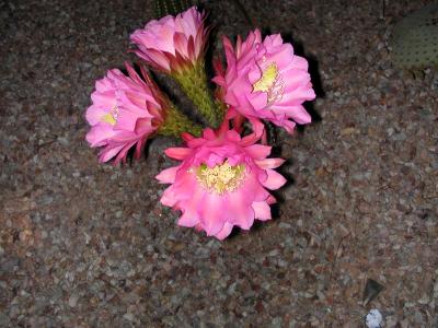Holy Saturday cactus blooms