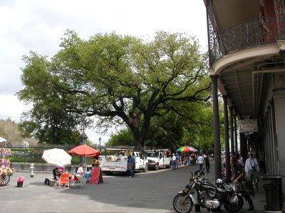 large tree at part, the French Quarter