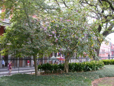 park across from St. Louis Cathedral