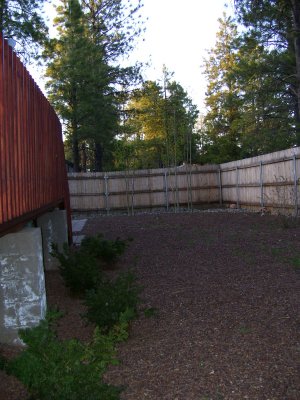 back yard