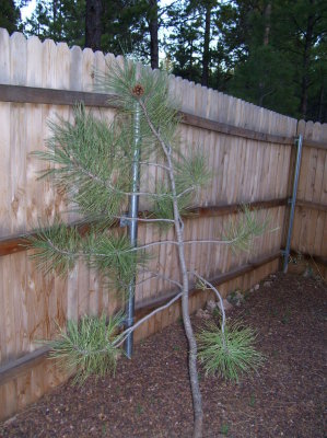 little tree