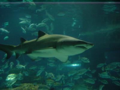 Shark at Barcelona Aquarium