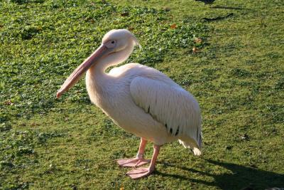 Pelican at London St James Park