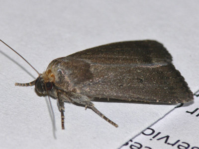 Treprickigt buskfly -Amphipyra tragopoginis - Mouse Moth