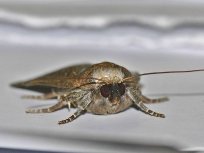 Treprickigt buskfly -Amphipyra tragopoginis - Mouse Moth