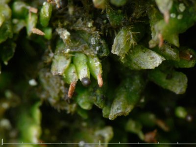 Radula complanata - Samboradula - Even Scalewort