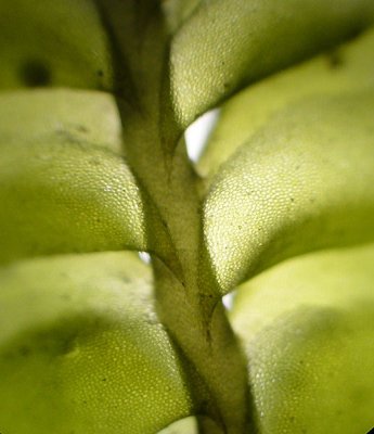 Plagiochila porelloides - Liten brkenmossa - Lesser Featherwort