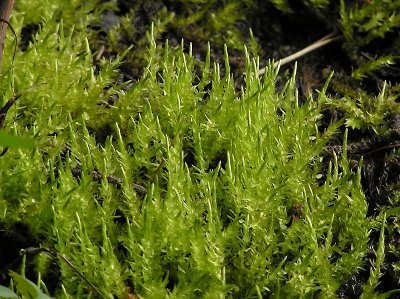 Calliergon cordifolium - Krrskedmossa - Heart-leaved Spear-moss
