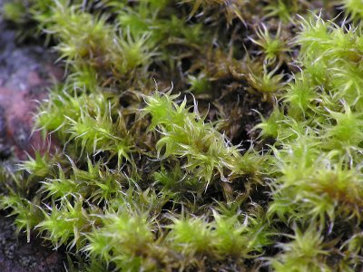 Racomitrium elongatum - Sprraggmossa - Long Fringe-moss
