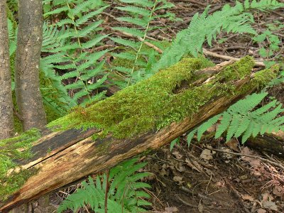 Hypnum cupressiforme - Cypressflta - Cypress-leaved Plait-moss
